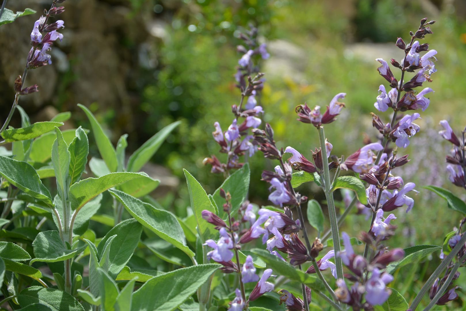 planta de salvia officinalis - herbalismo