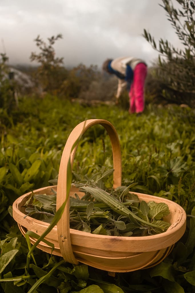 colher planta joana vitoria a mulher que trabalha no bosque