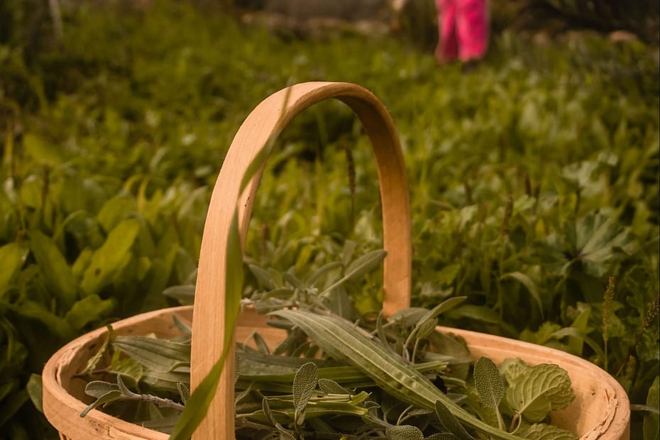 colher planta joana vitoria a mulher que trabalha no bosque