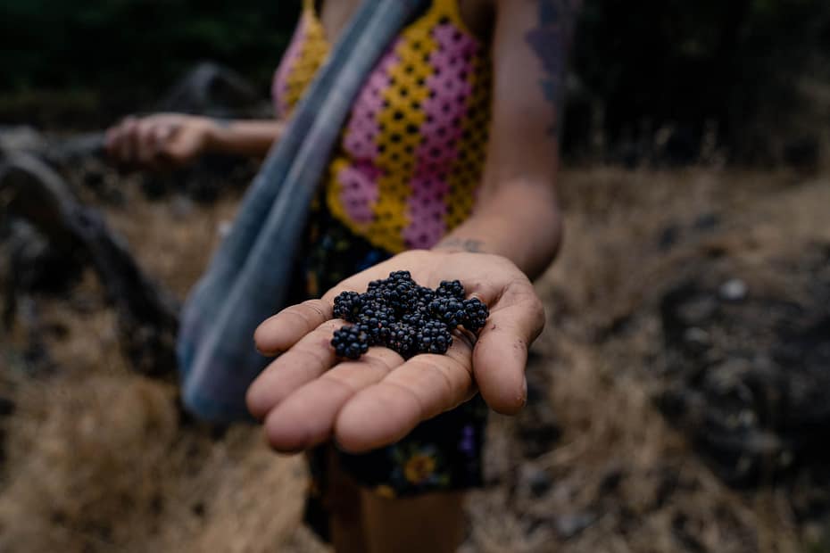 respigar, amoras silvestres, joana vitoria, mulher que trabalha no bosque