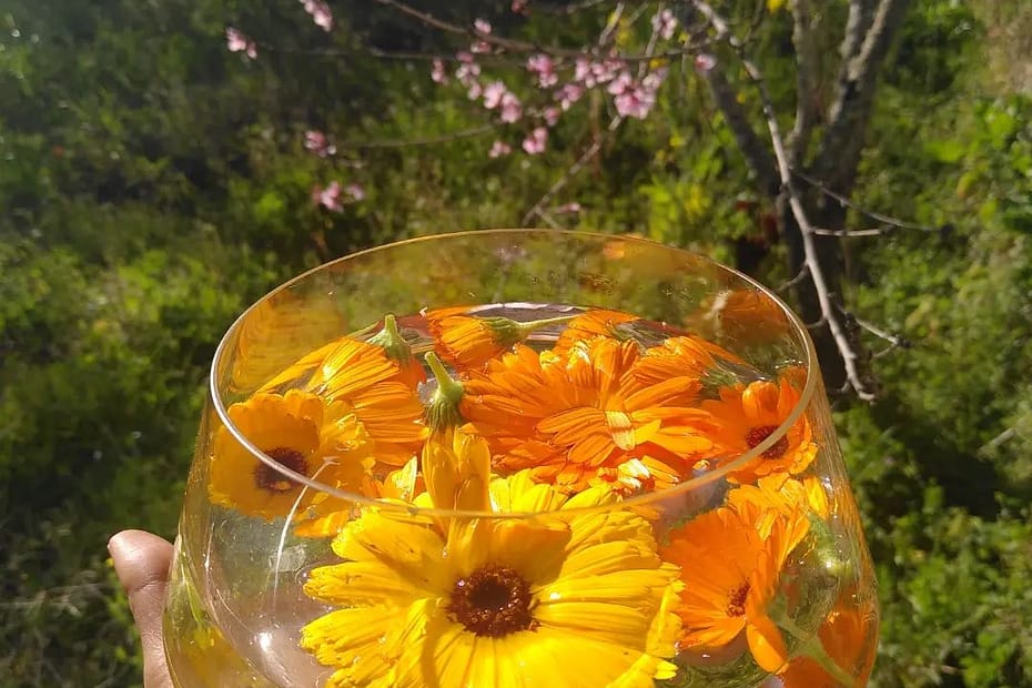 calendulas, ervas regidas pelo sol, herbalismo, plantas medicinais